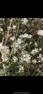 Image of littleleaf buckbrush