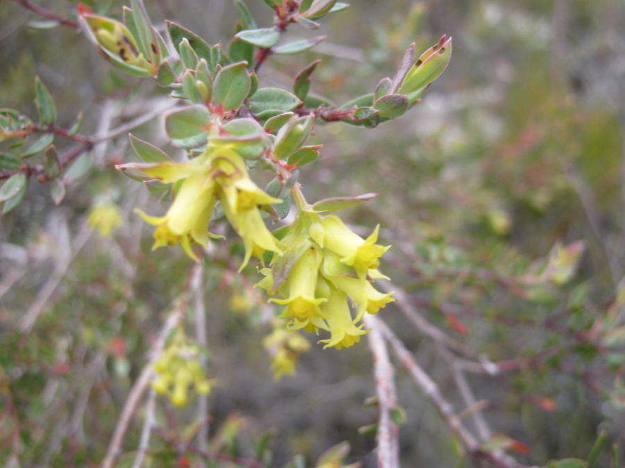 Penaea acutifolia A. Juss.的圖片