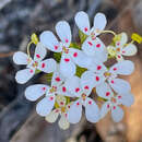 Image of Stylidium guttatum R. Br.