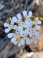 Image of Stylidium guttatum R. Br.