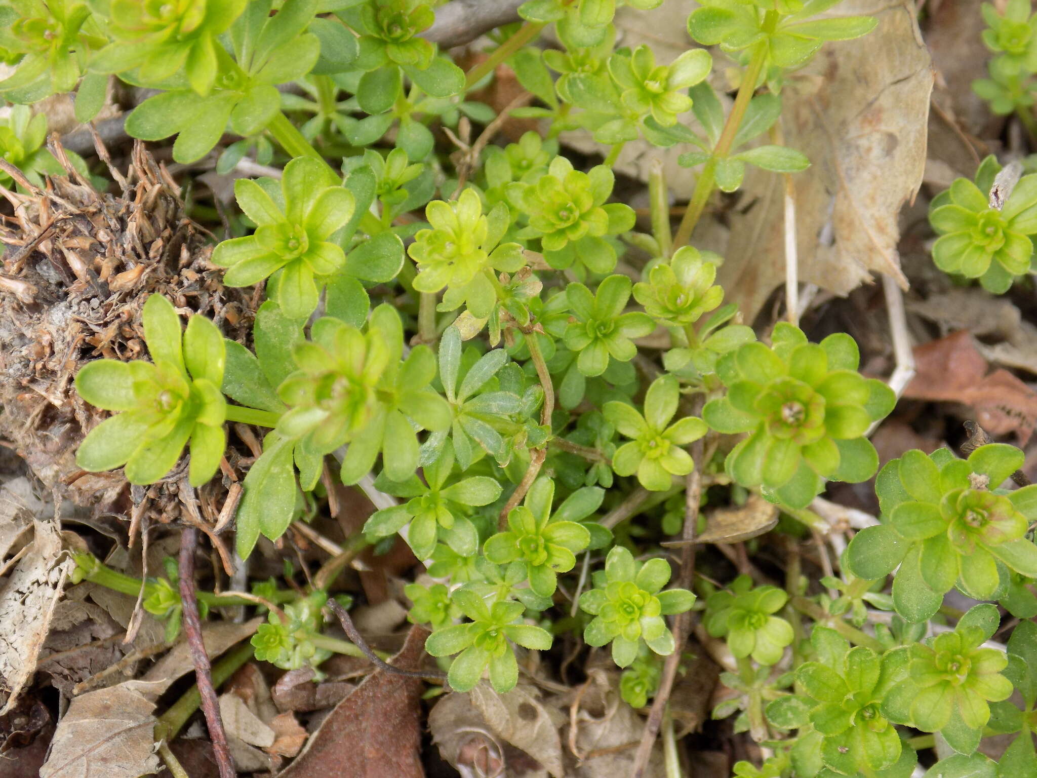 Image of White bedstraw