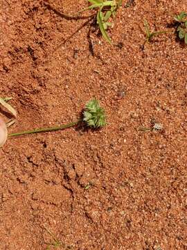 Image of buttongrass