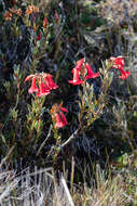 Sivun Rhododendron beyerinckianum Koorders kuva