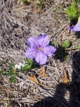 Imagem de Ruellia caroliniensis var. heteromorpha (Fern.) R. W. Long