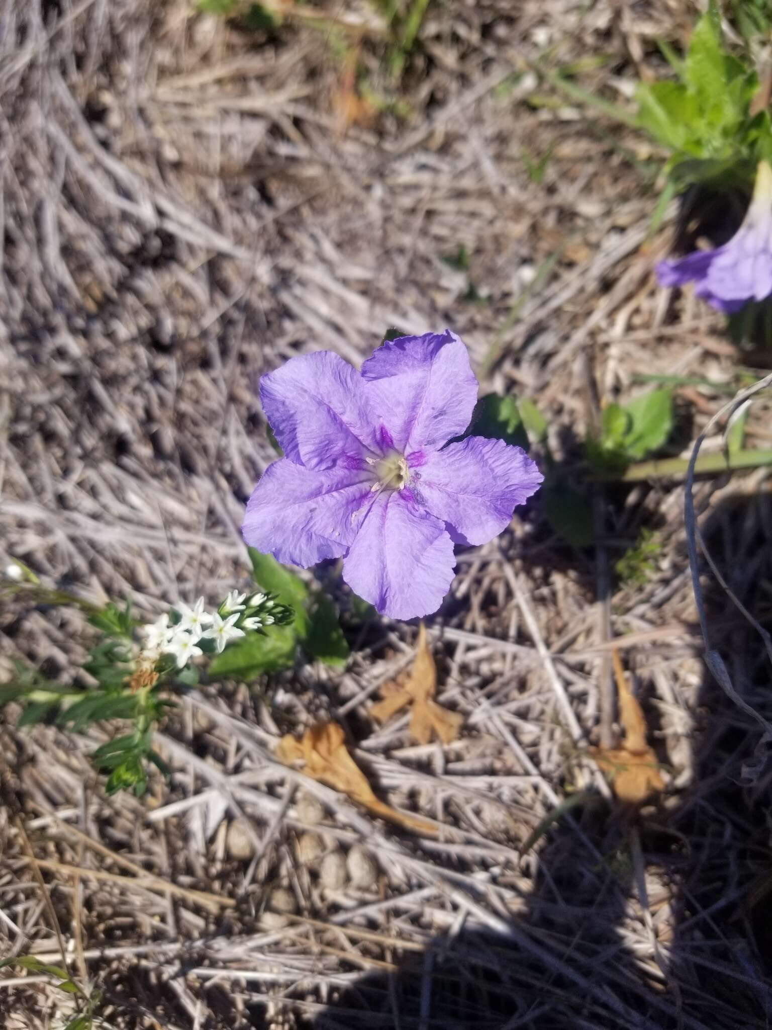 Image of Ruellia caroliniensis var. heteromorpha (Fern.) R. W. Long