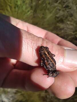 Image of Capensibufo magistratus Channing, Measey, De Villiers, Turner & Tolley 2017