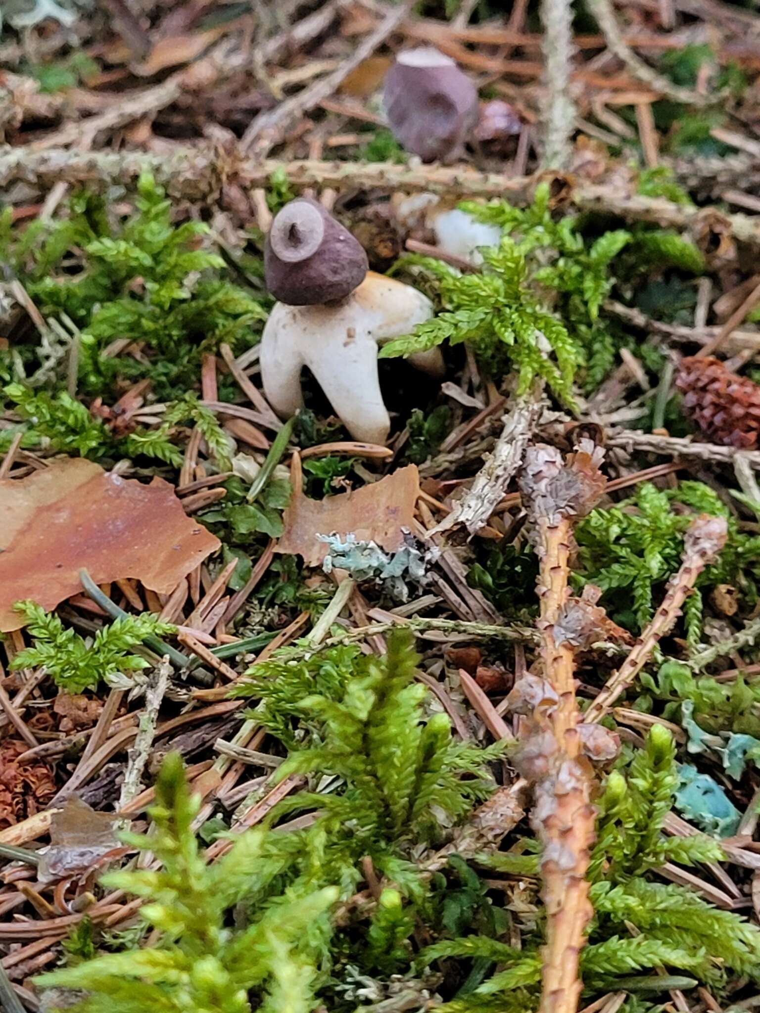 Image of Geastrum quadrifidum DC. ex Pers. 1801