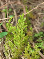 Image of Selaginella aristata Spring