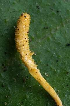 Image of Cordyceps bifusispora O. E. Erikss. 1982