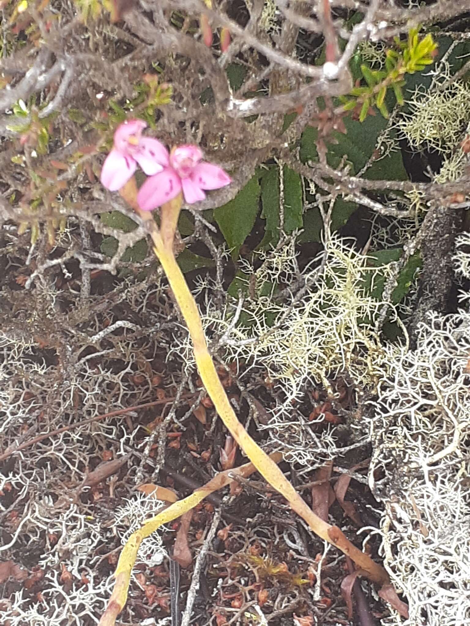 Image de Disa vaginata Harv. ex Lindl.