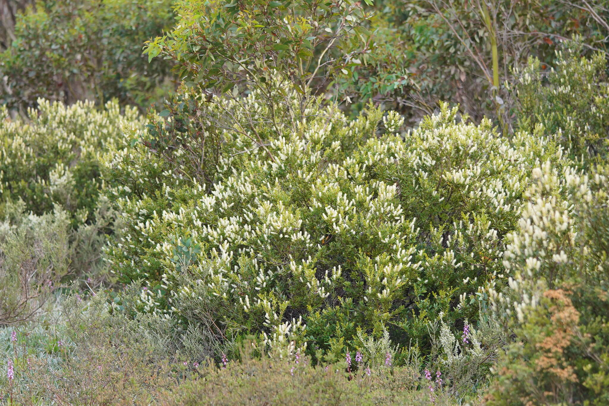 Image of Orites lancifolia F. Müll.