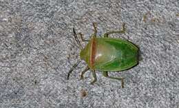 Image of Red-banded Stink Bug