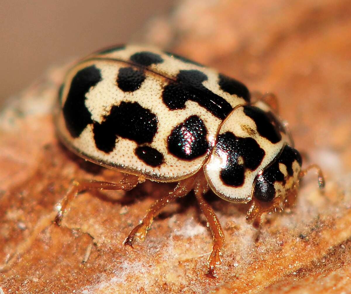 Sivun Anisosticta bitriangularis (Say 1824) kuva