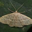 Image de Idaea ptyonopoda Hampson 1895