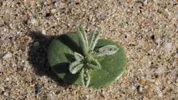 Image of purple desert lupine