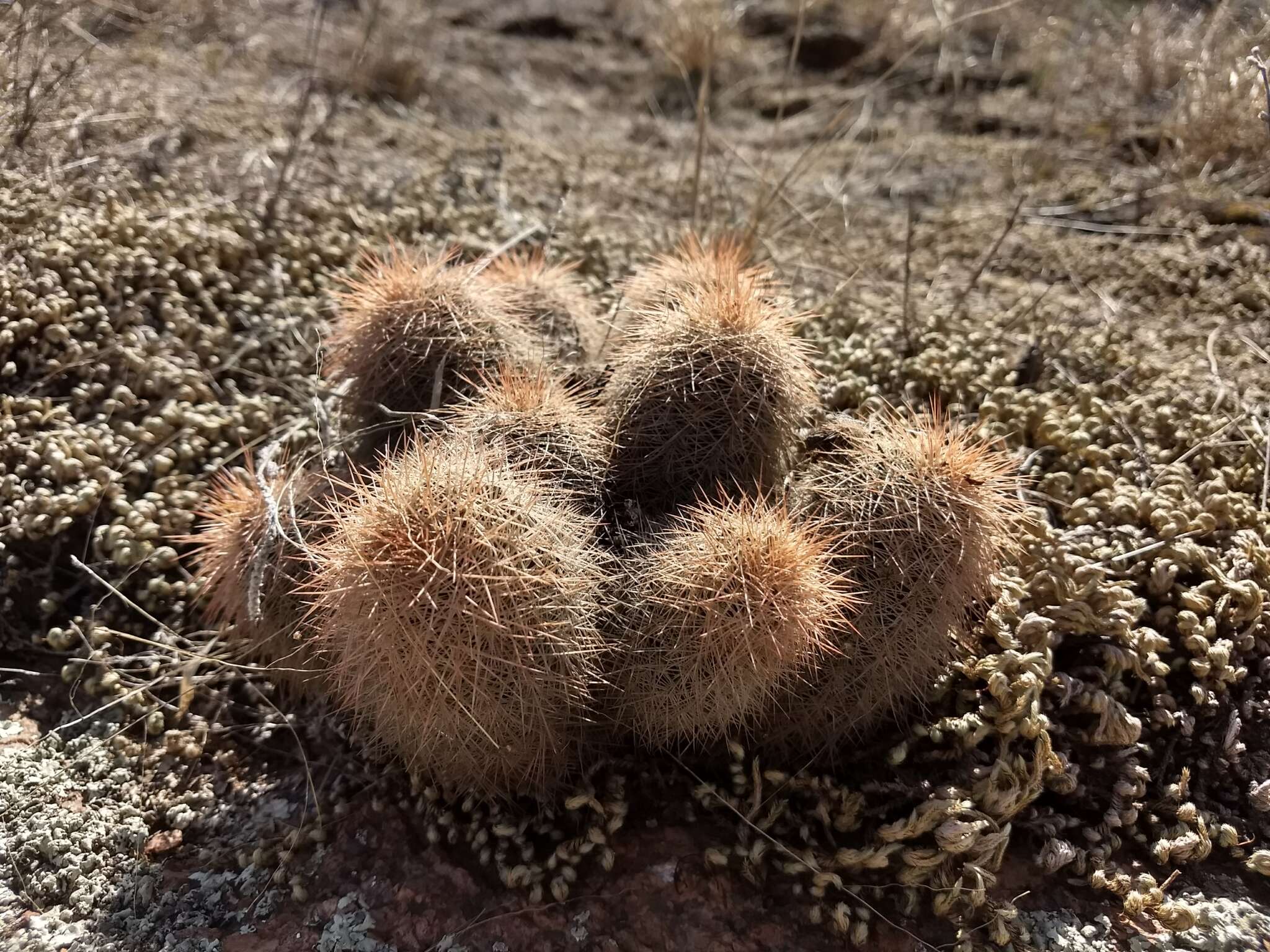 Image of Echinocereus reichenbachii var. baileyi (Rose) N. P. Taylor