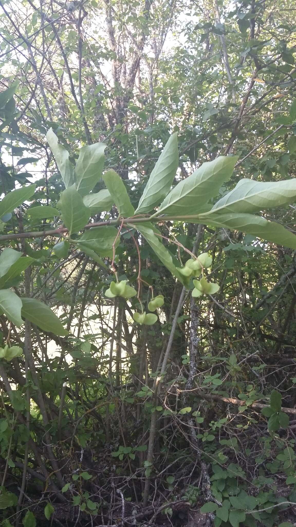 Imagem de Euonymus latifolius (L.) Mill.