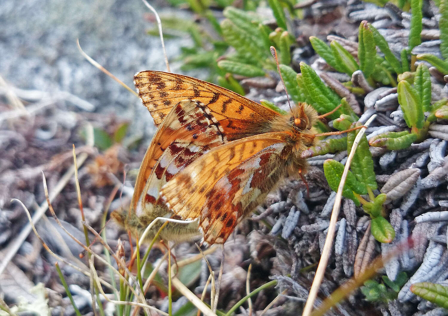 Image of Alaskan Fritillary