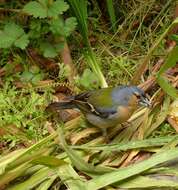 Image of Fringilla coelebs moreletti Pucheran 1859