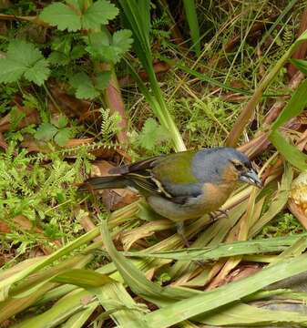 Image of Fringilla coelebs moreletti Pucheran 1859