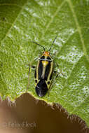 Image of Poecilocapsus nigriger (Stal 1862)