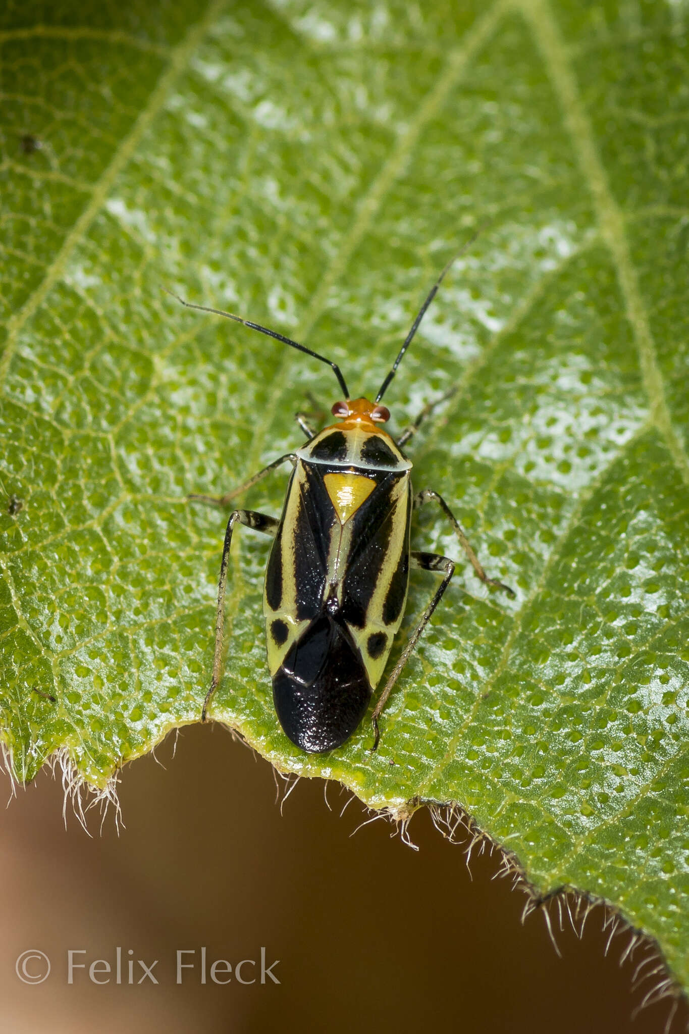 Image of Poecilocapsus nigriger (Stal 1862)