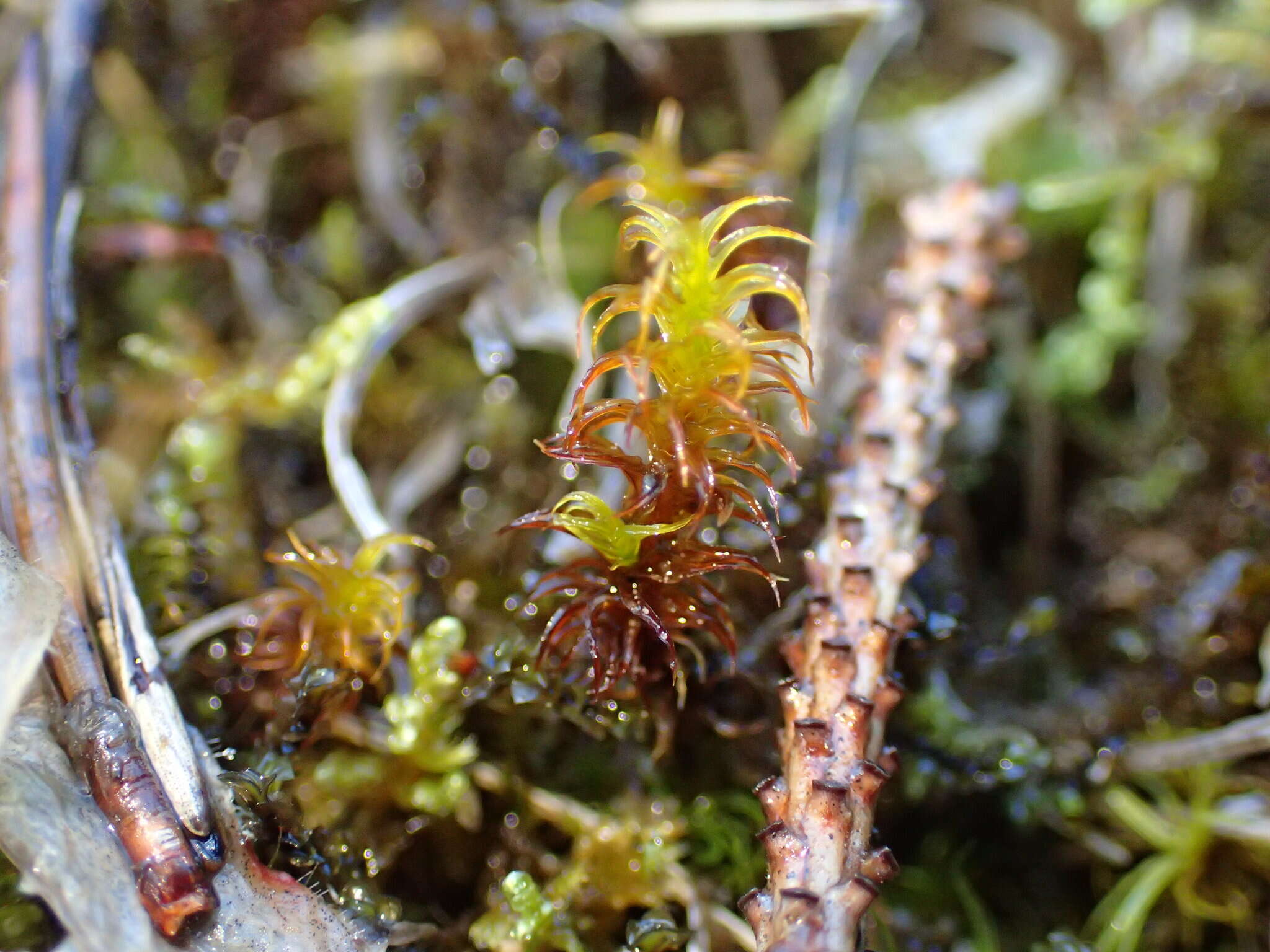 Image of giant geheebia moss