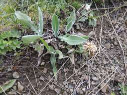 Слика од Centaurea cheiranthifolia subsp. willdenowii (Czer.) A. D. Mikheev