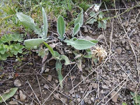 Image de Centaurea cheiranthifolia Willd.