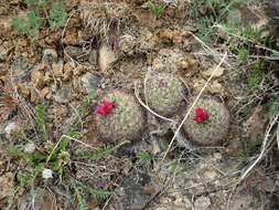 Image of Simpson's Hedgehog Cactus