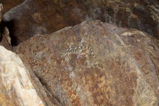 Image of Leaf-toed Gecko