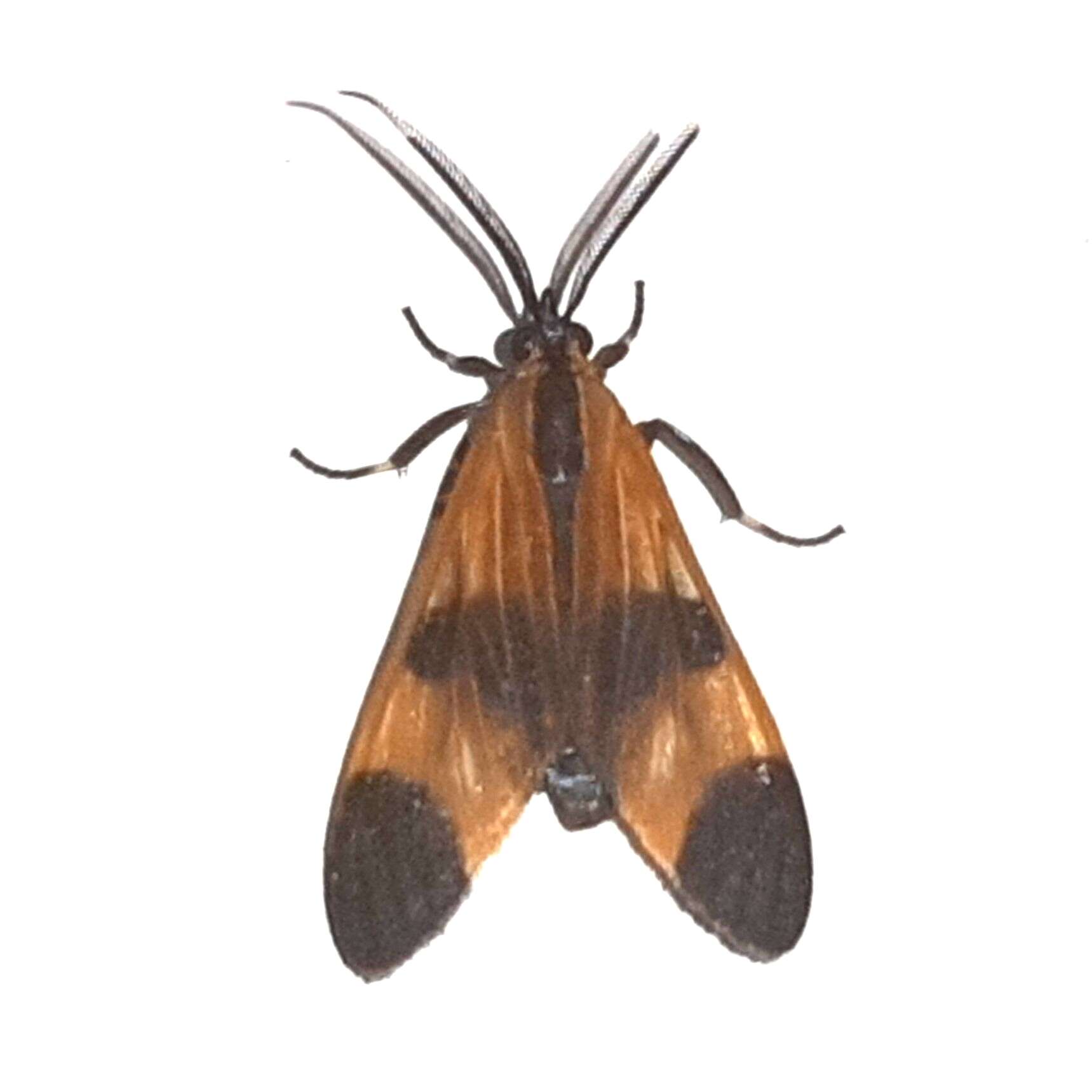 Image of Dycladia correbioides Felder 1869
