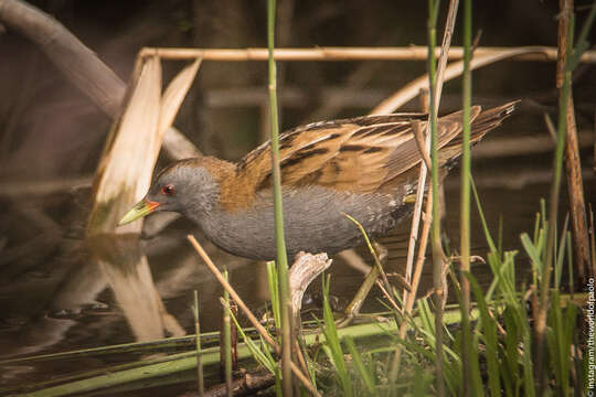 Image of Little Crake