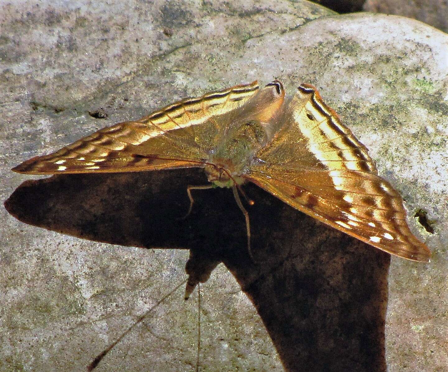 Image of Doxocopa cyane burmeisteri Godman & Salvin 1884