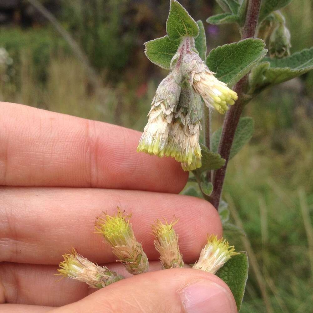 Brickellia secundiflora (Lag.) A. Gray的圖片