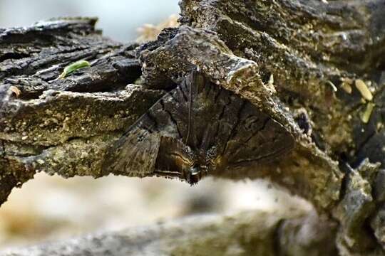 صورة Eulepidotis merricki Holland 1902