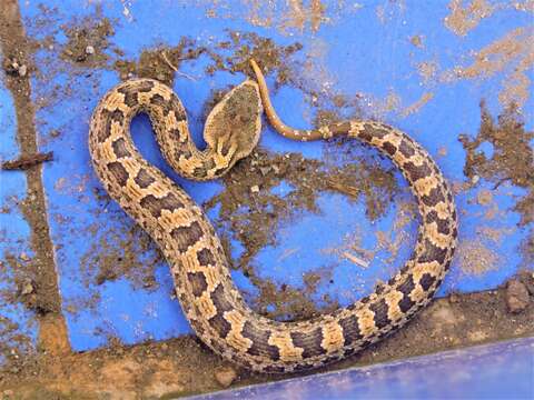 Image of Chinese Mountain Pit Viper