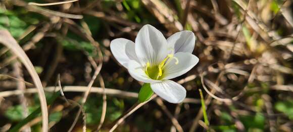 Image of Geissorhiza setacea (Thunb.) Ker Gawl.