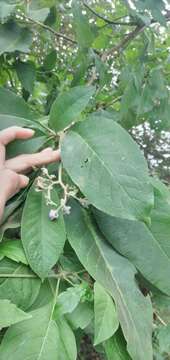 Image of Solanum riparium Pers.