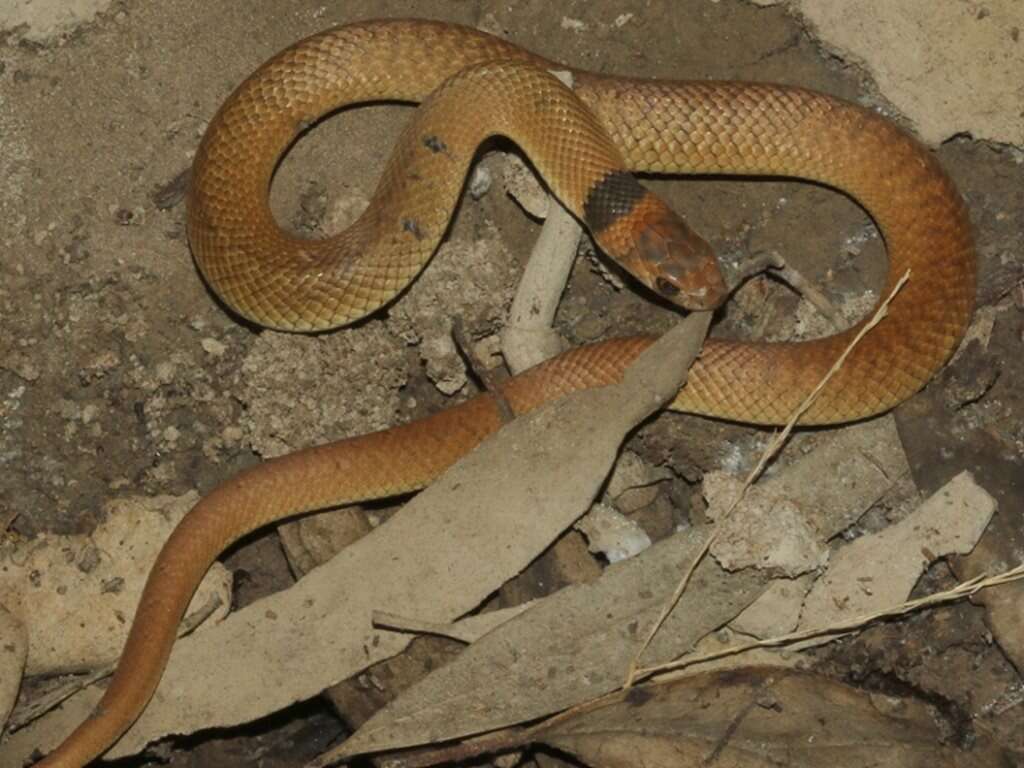 Image of Eastern brown snake