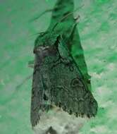 Acronicta tota Grote 1878 resmi