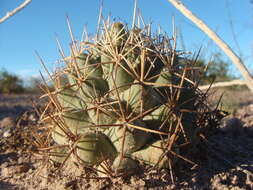 Image of Pima Pineapple Cactus