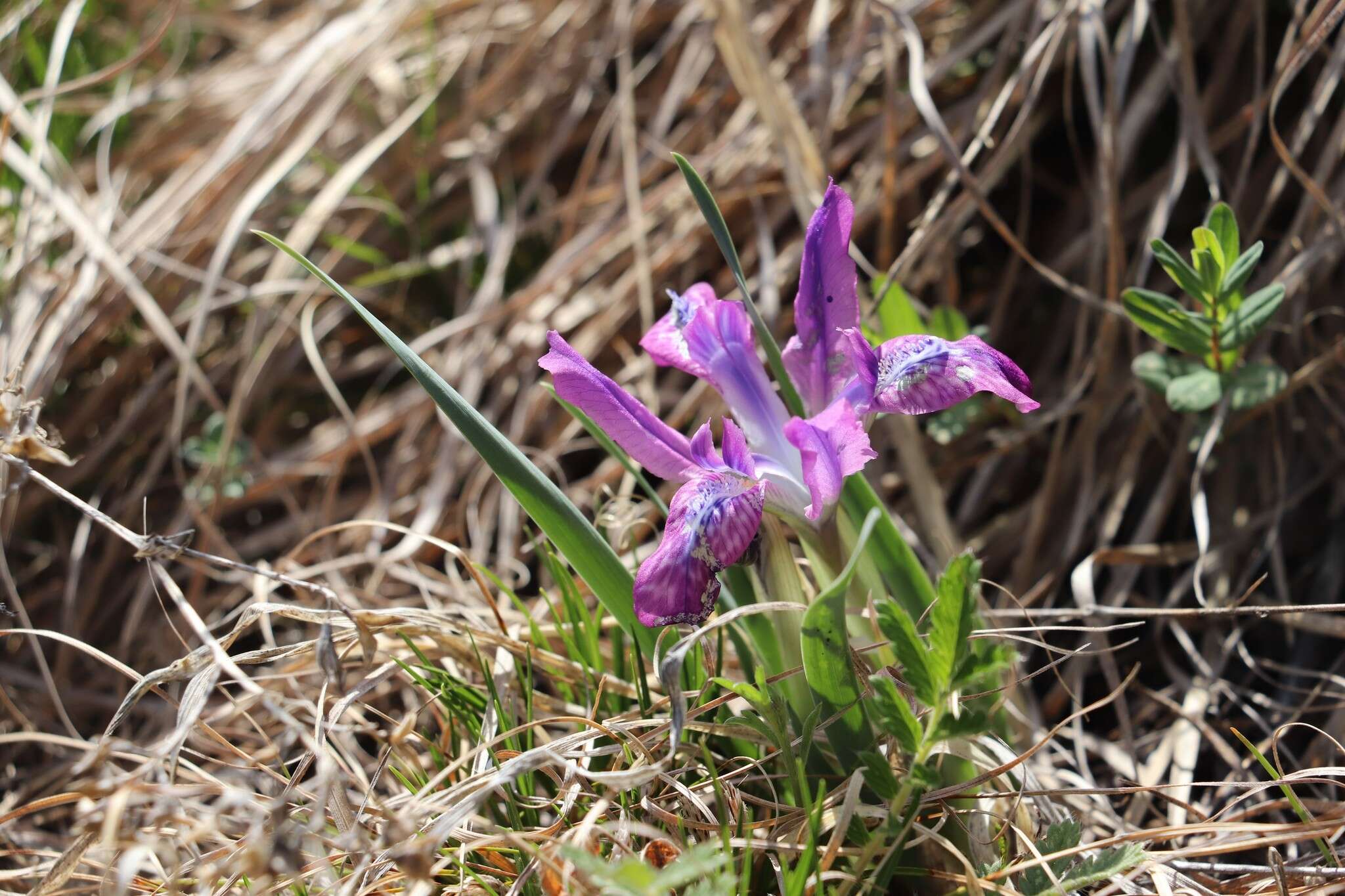 Image of Iris tigridia Bunge ex Ledeb.