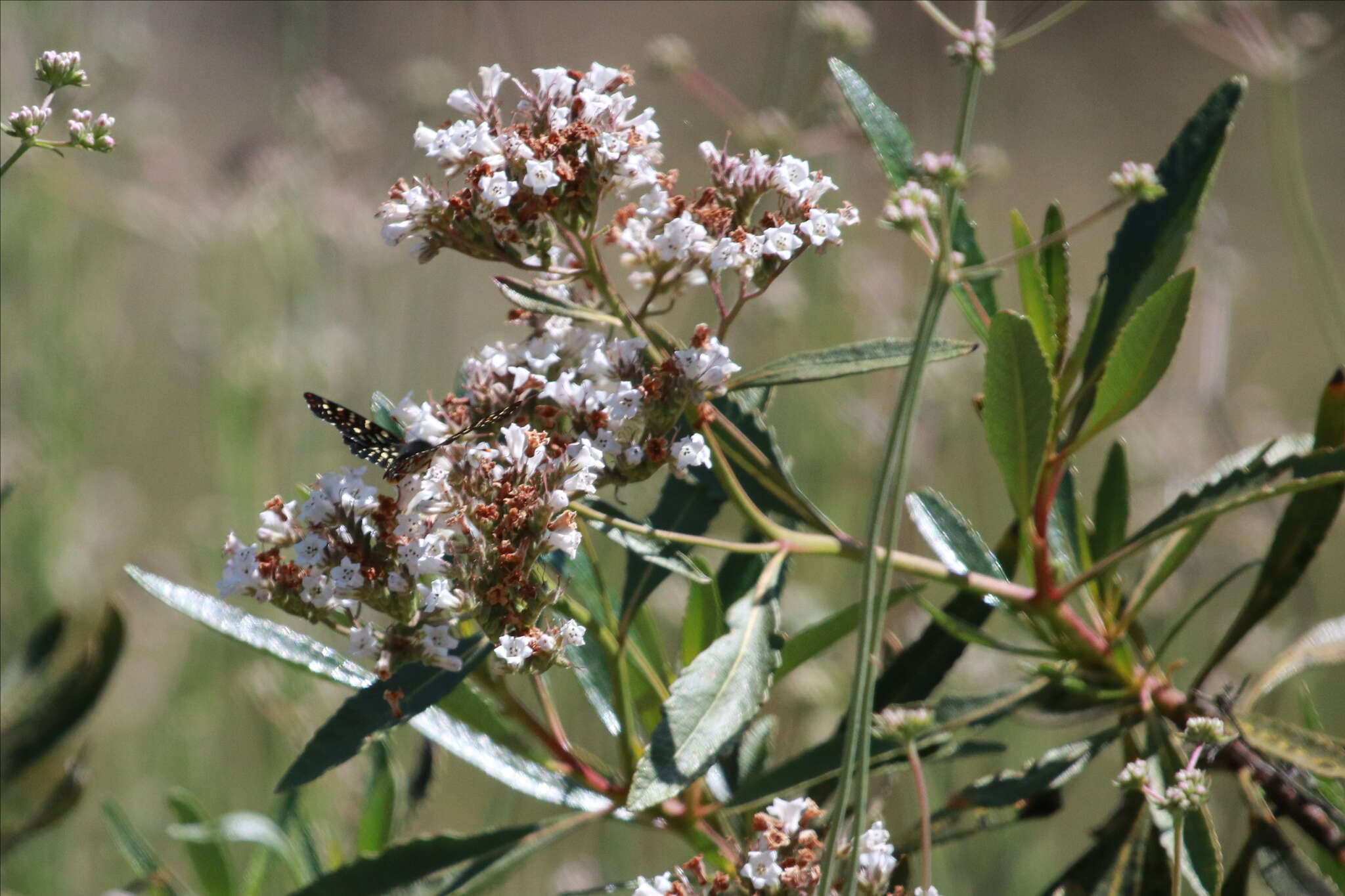 Image of Eriodictyon trichocalyx var. trichocalyx