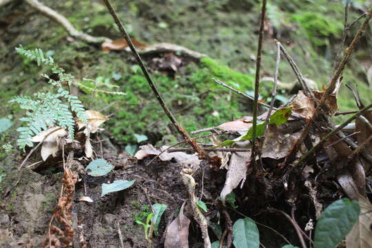 Image de Polystichum biaristatum (Bl.) Moore