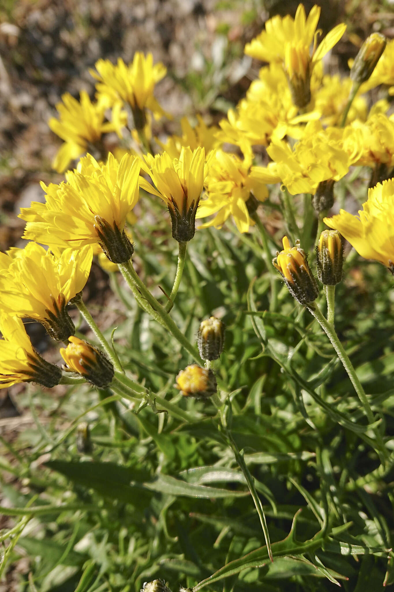 Image of Crepis jacquinii subsp. jacquinii