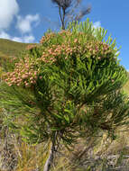 Image of Berzelia alopecuroides (Thunb.) Sond.