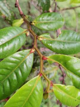 Image of Guatteria oliviformis Donn. Sm.