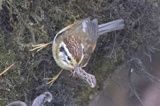 Image of Rufous-winged Fulvetta