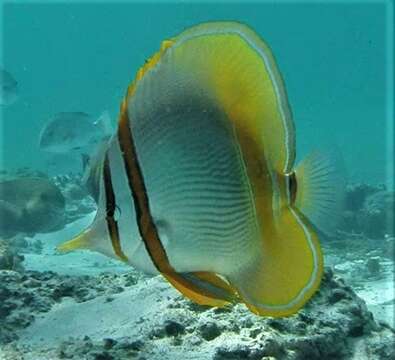 Image of Margined Coralfish